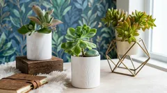 Piante viventi e predatori verdi: 5 piante da appartamento insolite per chi cerca qualcosa di diverso